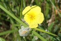 Helianthemum hirtum