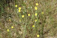 Helianthemum hirtum