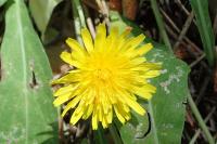 Sonchus bulbosus