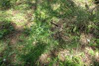 Asparagus acutifolius