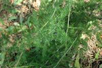 Asparagus acutifolius