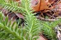 Lycopodium clavatum
