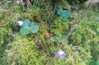 Hepatica nobilis
