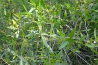 Phillyrea angustifolia