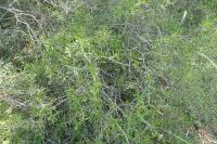 Phillyrea angustifolia