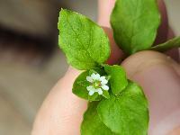 Stellaria media
