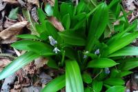 Tractema lilio-hyacinthus