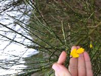 Cytisus scoparius