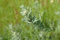 Artemisia caerulescens subsp. gallica