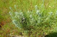 Artemisia caerulescens subsp. gallica