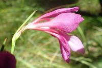 Gladiolus dubius