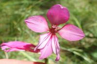 Gladiolus dubius