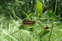 Aristolochia rotunda