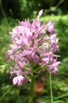 Anacamptis pyramidalis