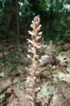 Orobanche hederae