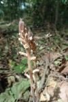 Orobanche hederae