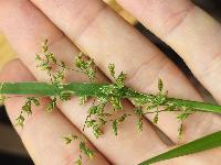 Poa trivialis