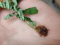 Polypodium interjectum