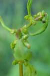 Rumex conglomeratus