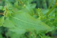 Rumex conglomeratus