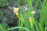 Iris pseudacorus