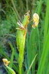 Iris pseudacorus