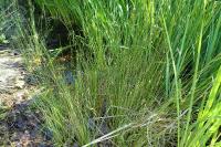 Juncus inflexus