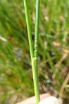 Juncus subnodulosus