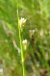 Juncus subnodulosus