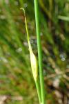 Juncus subnodulosus