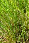 Juncus subnodulosus