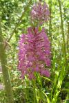 Anacamptis pyramidalis