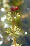 Myriophyllum spicatum
