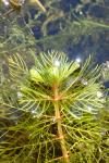 Myriophyllum spicatum