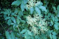 Sambucus nigra