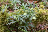 Helleborus viridis