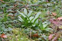 Tractema lilio-hyacinthus