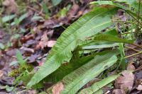 Asplenium scolopendrium