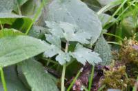 Ranunculus repens