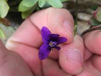Viola odorata