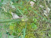 Fritillaria meleagris
