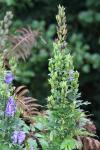 Aconitum bauhinii
