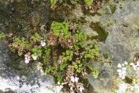 Adiantum capillus-veneris