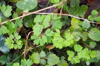 Isopyrum thalictroides