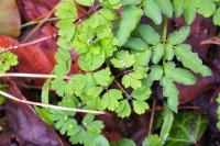 Isopyrum thalictroides