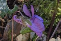 Viola suavis