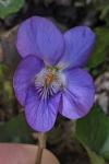 Viola suavis