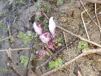 Lathraea clandestina