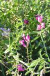 Vicia monantha
