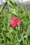 Lathyrus cicera